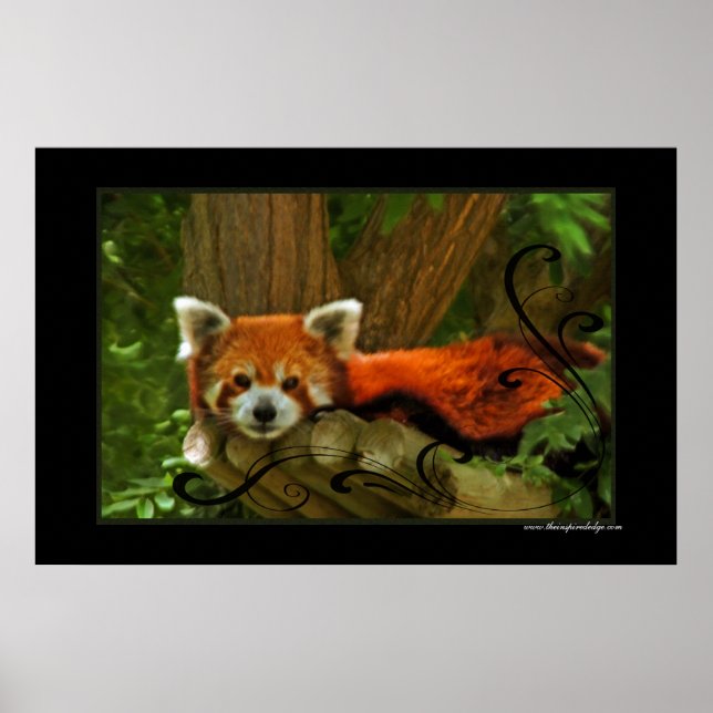 Poster utskrift av Red Panda (Framsidan)