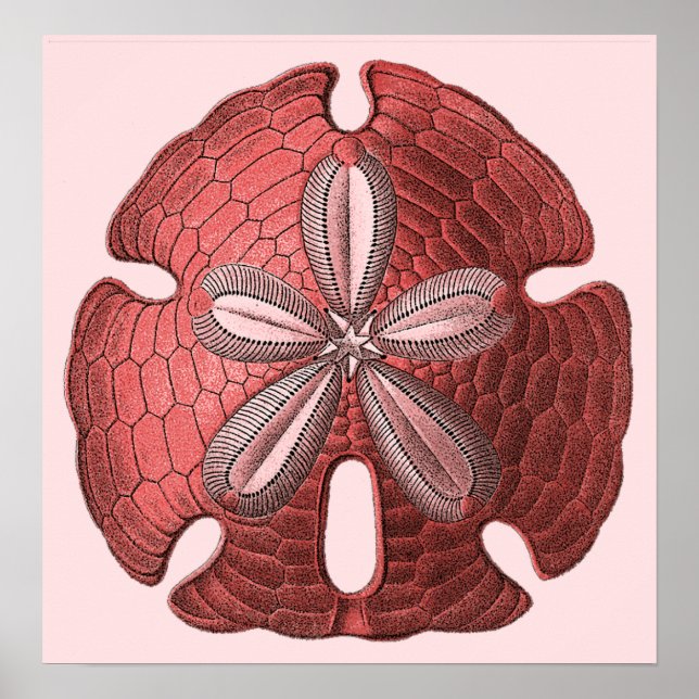 Poster utskrift av Red Sand Dollar (Framsidan)