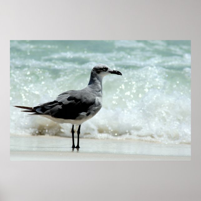 poster utskrift av sjögul (Framsidan)