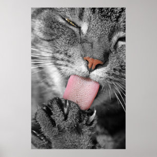 Poster utskrift av tvättdagskat