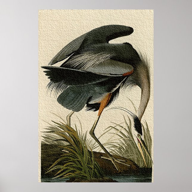 Poster utskrift av Underbart blått Heron (Framsidan)