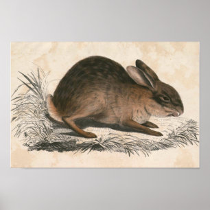 Poster utskrift av vintage Bunny
