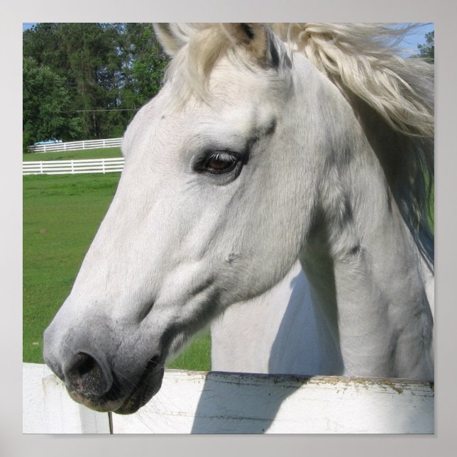 Poster utskrift av vita hästar (Framsidan)