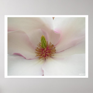 Poster utskrift av vitblomma i Magnolia Skriv ut