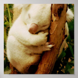 Poster utskrift av vitlök i Koala Bear