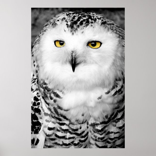Poster utskrift i Snöj Uggla (Framsidan)