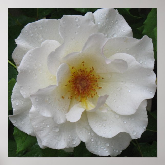 Poster utskrifter i Vit ros (Framsidan)