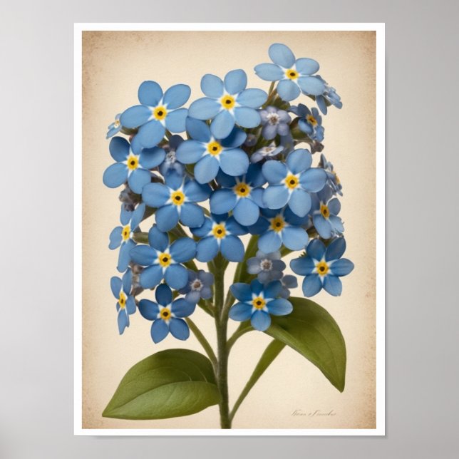 Poster vacker, glöm inte - Poster utan blomma (Framsidan)