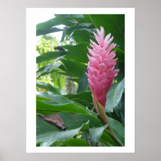 poster, vacker rosa blomma i Jamaica Poster