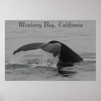 Poster, valfluke, Monterey Poster