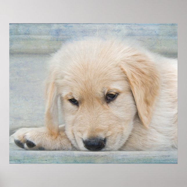 Poster Valp (Framsidan)