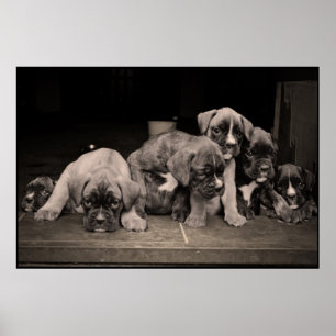Poster valpar för Cute Boxer