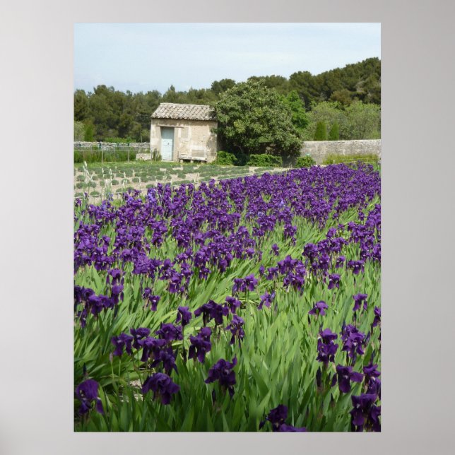 POSTER - Van Gogh Iris (Framsidan)