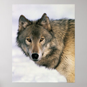 Poster varg