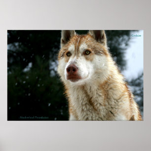 Poster varg