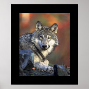 Poster varg