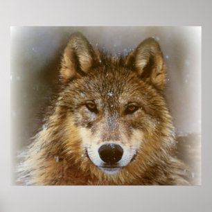 Poster/Varg Poster
