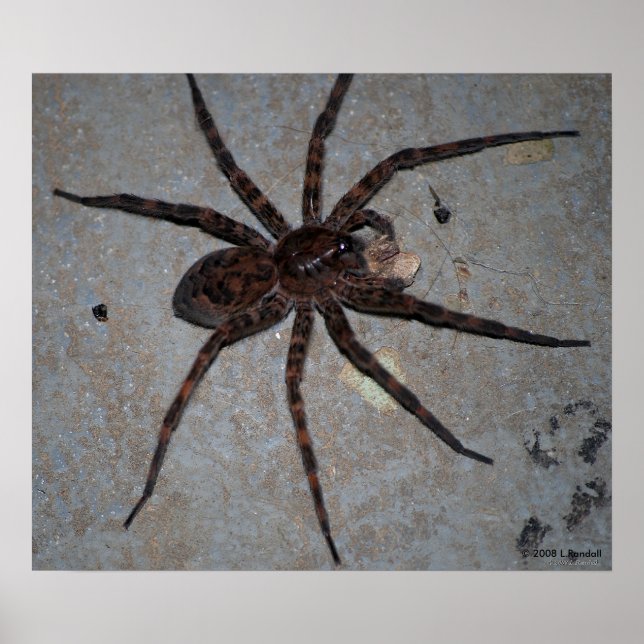 poster varg Spider (Framsidan)