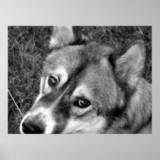 Poster varg (svartvitt)