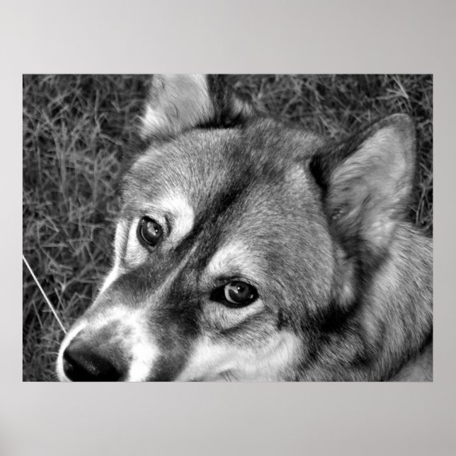 Poster varg (svartvitt) (Framsidan)