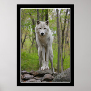Poster varg Watch