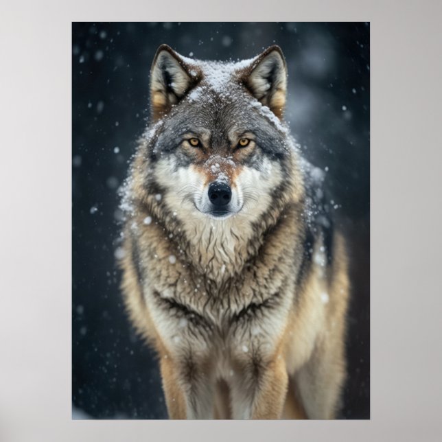 Poster Vargen Yellowstone (Framsidan)