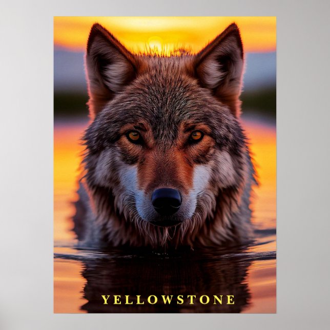 Poster Vargen Yellowstone (Framsidan)