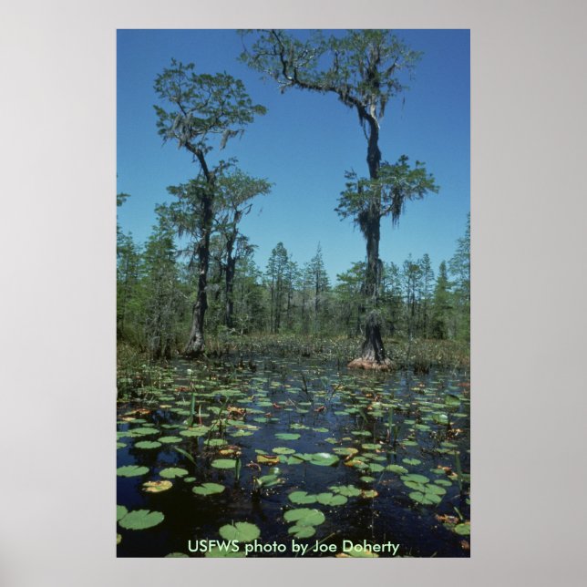 Poster/våtmarker, Okefenokee NWR Poster (Framsidan)