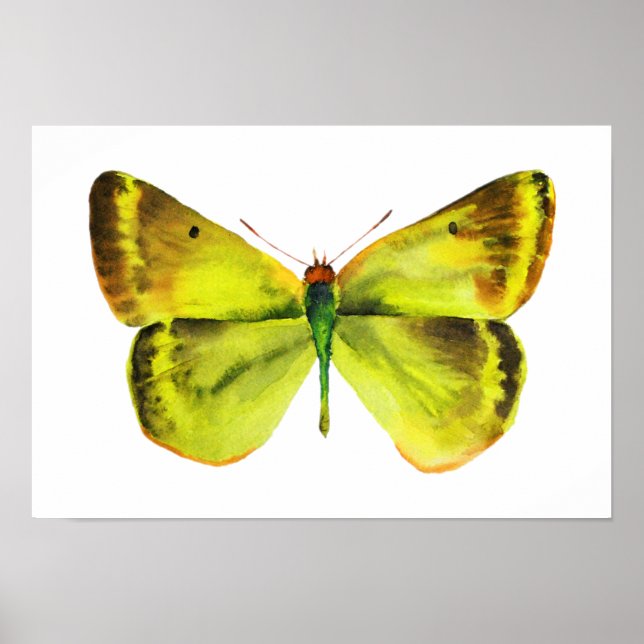 Poster vattenfärgsfärg för fjäril (Framsidan)