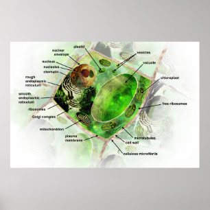 Poster växtcell