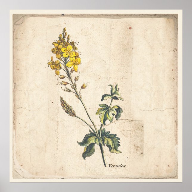 Poster Veronica-blommor i antika botaniska utskrif (Framsidan)