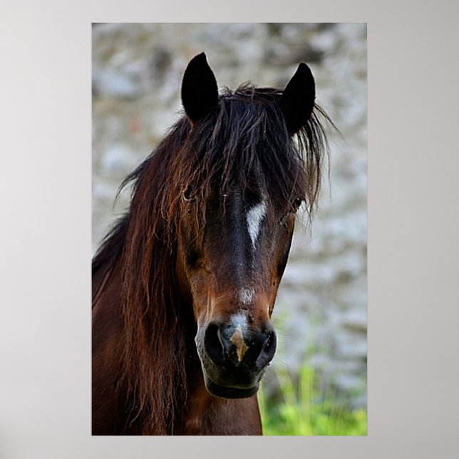Poster vid vackert Brown Horse (Framsidan)