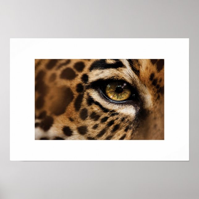 Poster-Vild katt Poster (Framsidan)