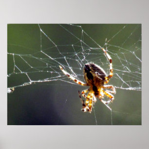 Poster - Vinklad Webben