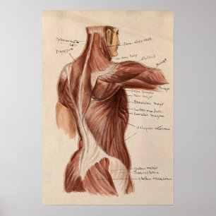 Poster vintage Anatomidiagram