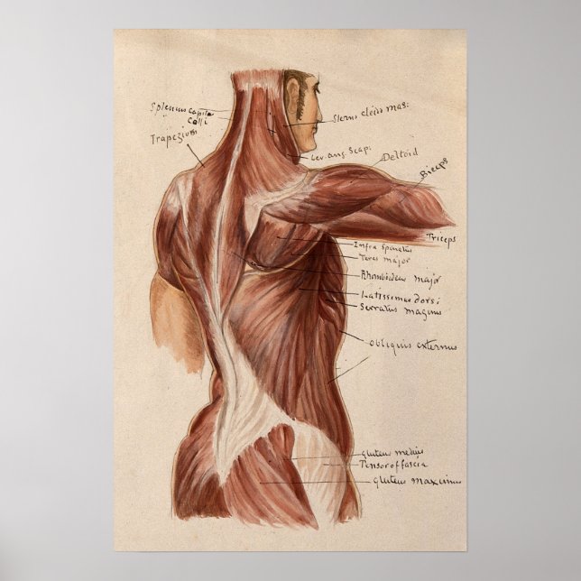 Poster vintage Anatomidiagram (Framsidan)