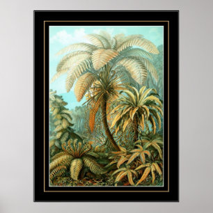 Poster Vintage Artist Ernst Haeckel Filicinae