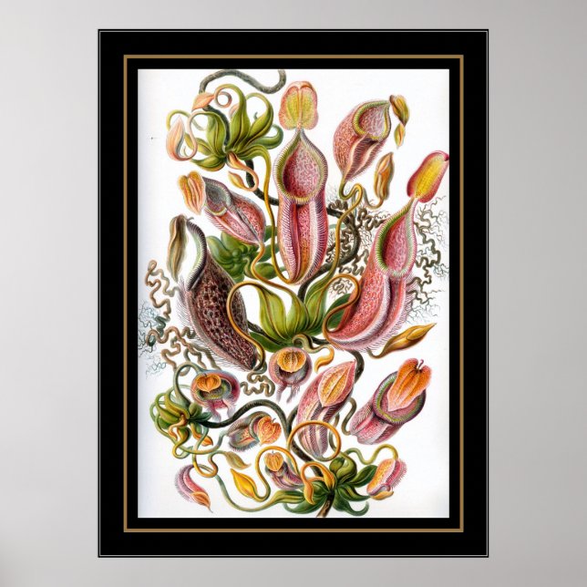 Poster Vintage Artist Ernst Haeckel Nepenthaceae (Framsidan)
