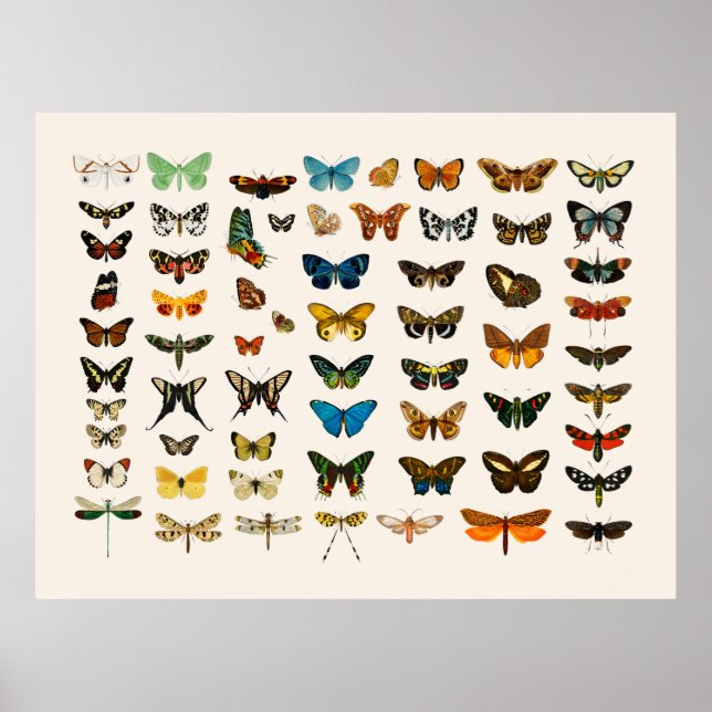 POSTER: VINTAGE, BUTTERFLISK TECKENA POSTER (Framsidan)