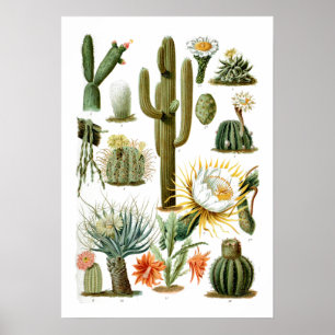 Poster vintage Cactus Chart