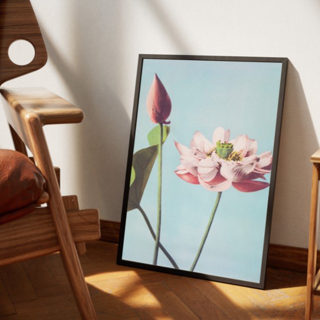 Poster Vintage fleurs de lotus (Skapare uppladdad)