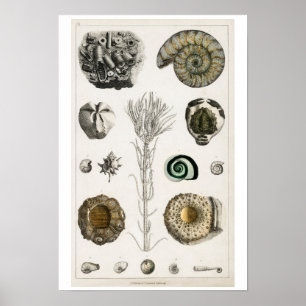 POSTER vintage FOSSILS ILLUSTRATION
