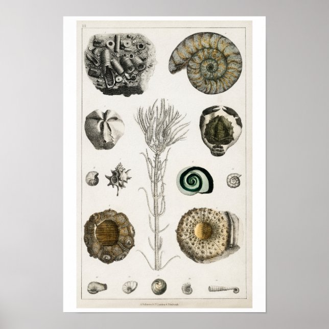 POSTER vintage FOSSILS ILLUSTRATION (Framsidan)