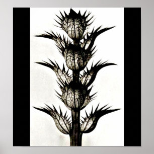 Poster-Vintage Fotografi-Karl Blossfeldt 39 Poster