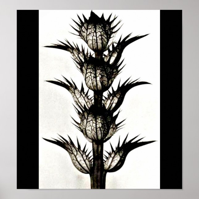 Poster-Vintage-fotografi-Karl Blossfeldt 39 Poster (Framsidan)