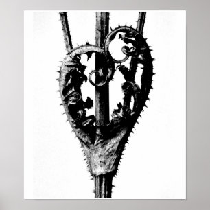 Poster-Vintage-fotografi-Karl Blossfeldt 46 Poster