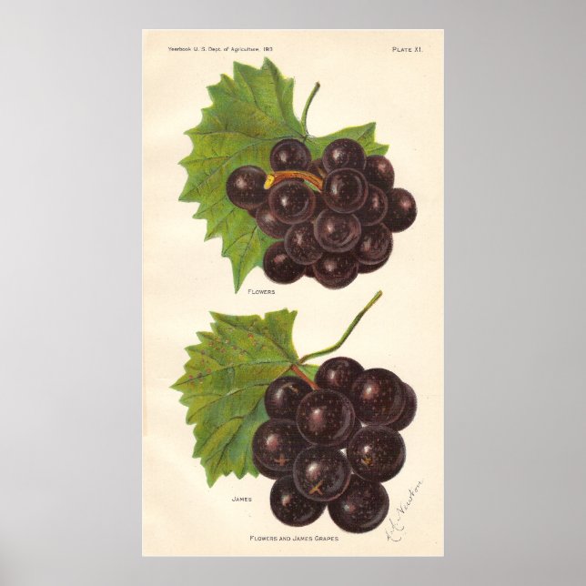 Poster vintage Graps (Framsidan)