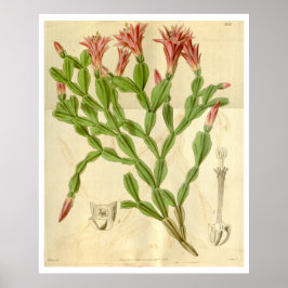 Poster Vintage julaktus