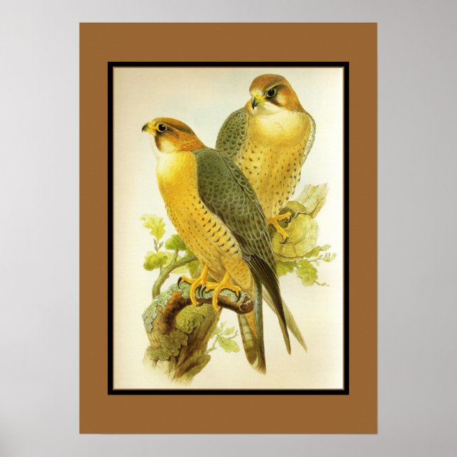 Poster Vintage Peregrine Falcon Birds (Framsidan)