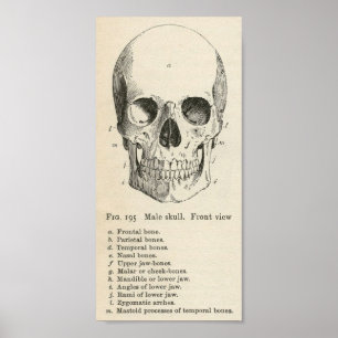 Poster vintage Skull